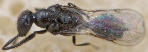Spalangia erythromera